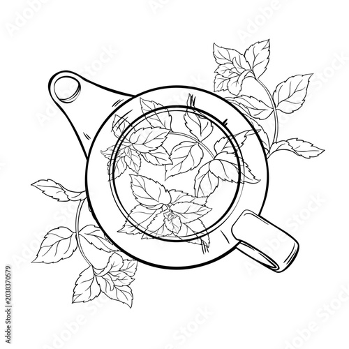 Peppermint Tea in Teapot aroma beverage Outline Illustration. Vector isolated for Design and Decoration for Cafeteria, Posters, Banners, Cards.