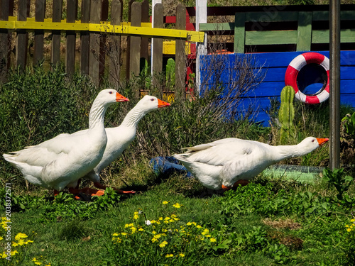 Photos Three white geese waddle across a vibrant green lawn with yellow wildflowers, framed by a colorful wooden fence and a decorative life preserver in a sunny rural setting