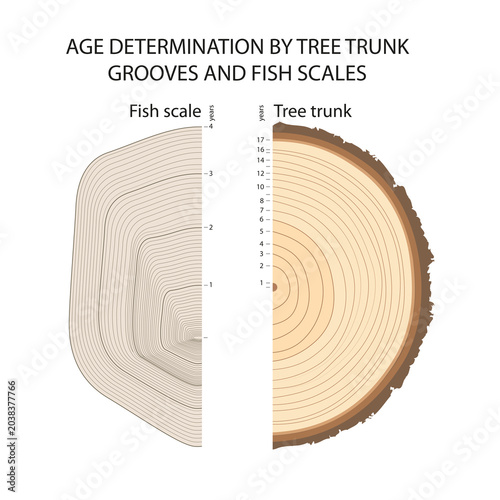 Age determination by tree trunk grooves and fish scales