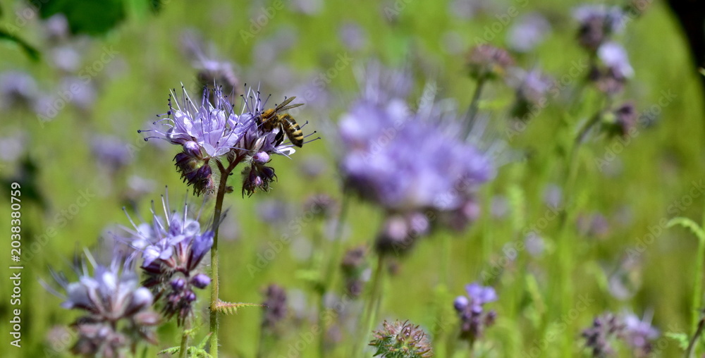Obraz premium Biene auf einer Phacelia-Blüte