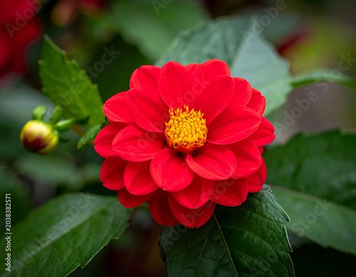 A vibrant red flower with a yellow center surrounded by lush green leaves