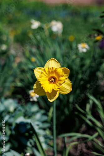 Close-up of a vibrant yellow daffodil flower in a spring garden with a brick house background