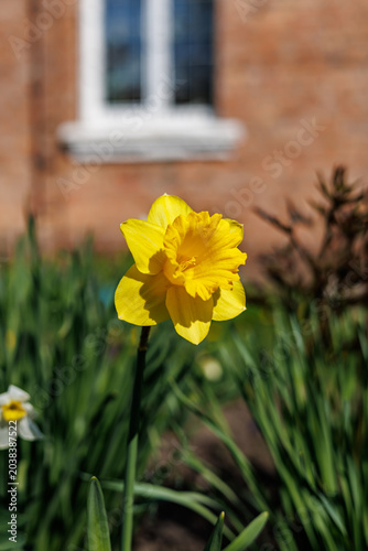 Close-up of a vibrant yellow daffodil flower in a spring garden with a brick house background