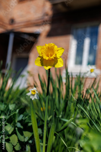Close-up of a vibrant yellow daffodil flower in a spring garden with a brick house background