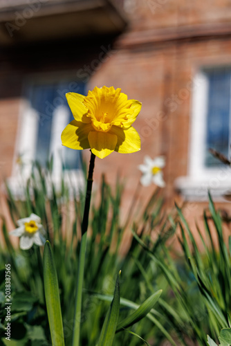 Close-up of a vibrant yellow daffodil flower in a spring garden with a brick house background
