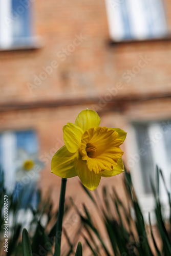 Close-up of a vibrant yellow daffodil flower in a spring garden with a brick house background