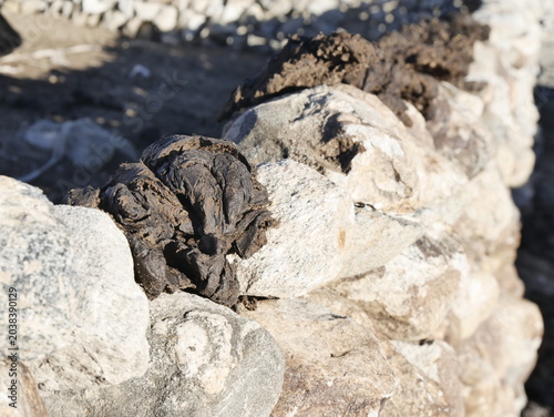 Drying yak dung on wall in the high altitude village, used as biofuel in Ladakh, India.