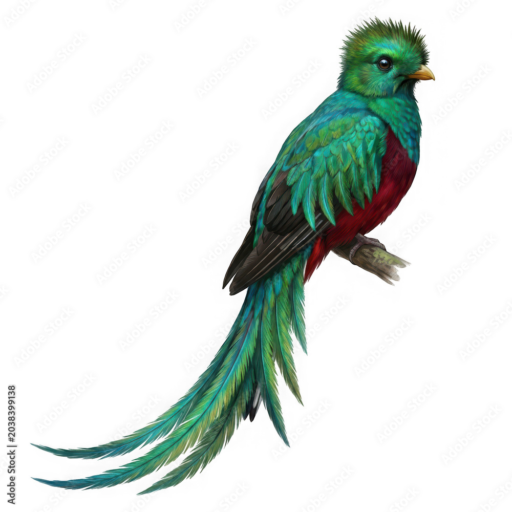 Fototapeta premium A magnificent resplendent quetzal perched bird with long green tail isolated on transparent background
