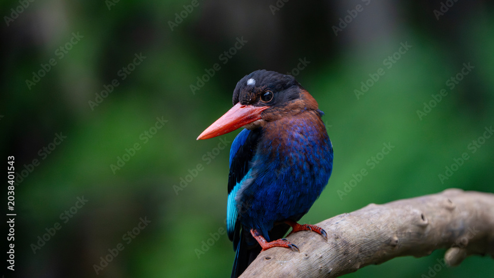 Obraz premium Stunning portrait of an endemic Javan Kingfisher perched alertly on a branch with copy space