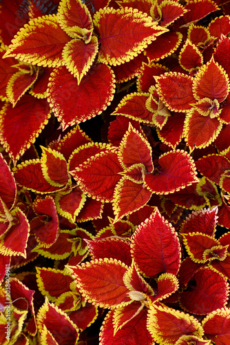 Closeup of the distinct graphic shapes and vibrant red coloured velvety leaves with yellow margins of the coleus garden plant.