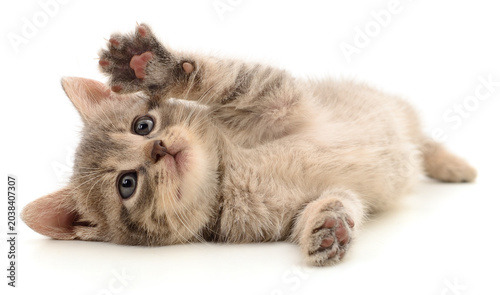 Fotografie Small Playful Kitten Isolated on White Background