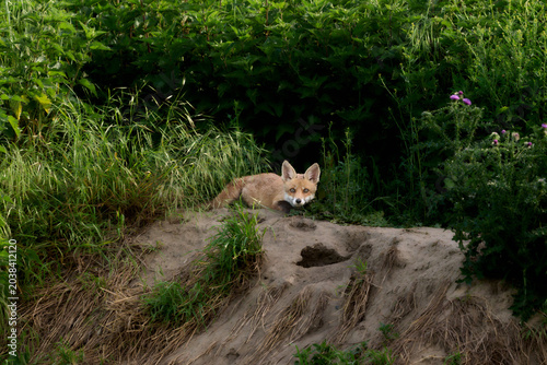 Tableau sur toile young fox cub at a burrow