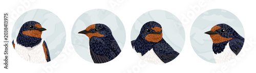 Barn swallow bird vector icon set. Cute cartoon hirundo rustica portrait in round frame isolated on white background. Spring wildlife avian character avatar collection for graphic design web print