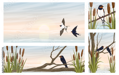 Barn swallow bird vector banner set. Flying and sitting hirundo rustica characters on lake reed and tree branch, sunset landscape background template with copyspace for spring or summer card