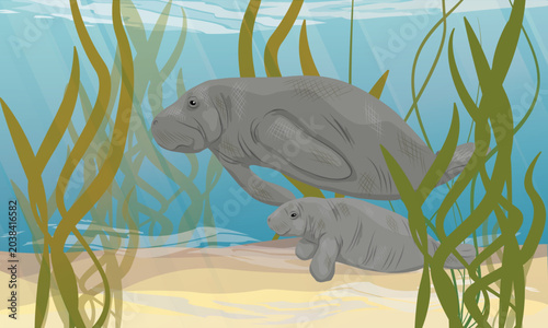 West Indian manatee vector illustration. Cute mother and baby sea cow swimming underwater among green seaweed. Trichechus manatus marine wildlife background for ocean conservation banner