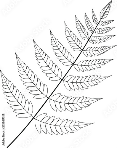 fern leaf with repeating leaflets line art vector illustration on transparent background