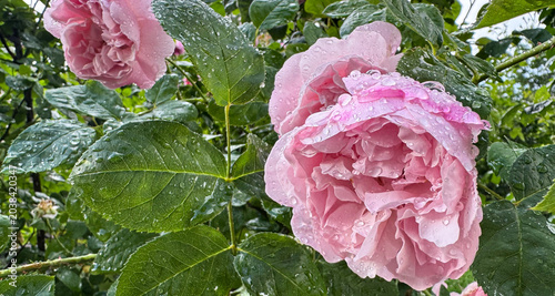 A bloom of a shrub pink rose with drops of water after the rain in the garden
