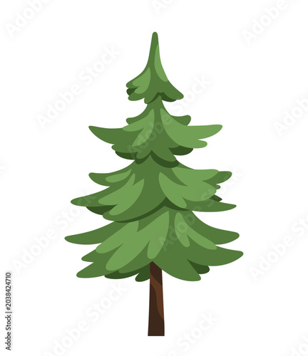 Spruce, fir tree. Forest coniferous plant. Green needle conifer, trunk. Everg...