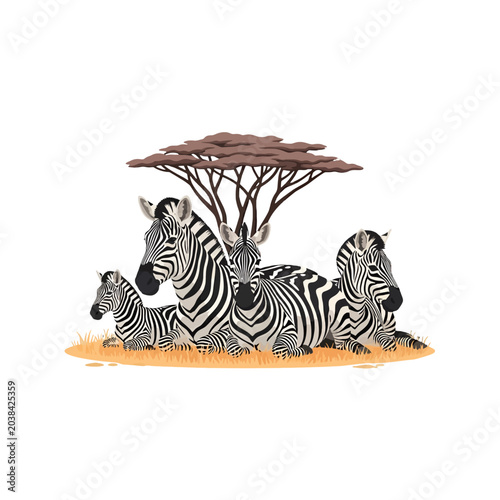 Photography A group of striped wild animals resting under a flat tree