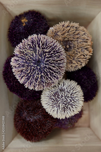 Colorful sea urchins in wooden crate close up top view