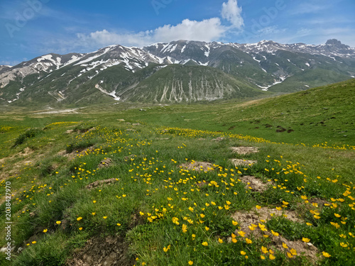Green meadows with yellow wildflowers and snowy mountains in Campo Imperatore Abruzzo