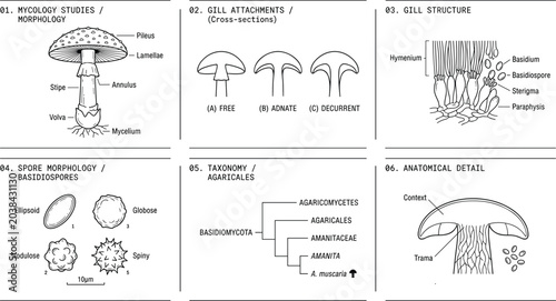 Photos Minimalist mushroom morphology vector diagram set featuring mycology studies gil