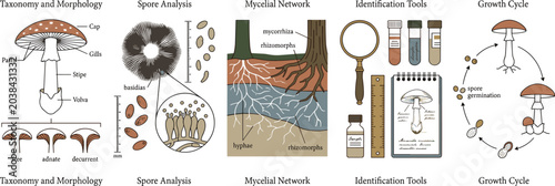 Photos Mushroom life cycle vector infographic featuring mycology taxonomy diagrams fung