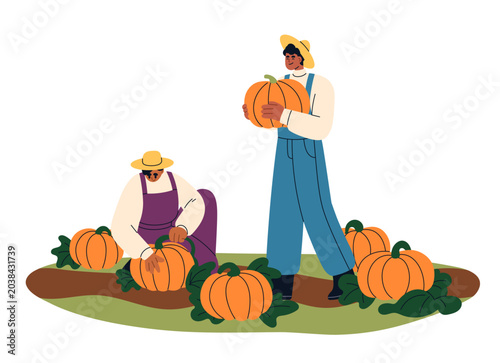 Farmers harvesting pumpkins in countryside field. Autumn season farm work. Pi...