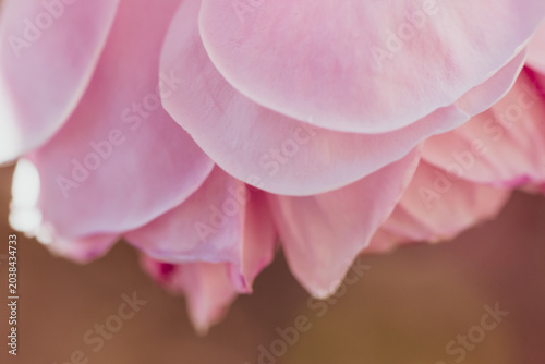 Primissimo piano di petali di rosa
