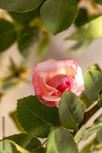 Bocciolo di rosa Bourbon in un verde giardino di primavera 