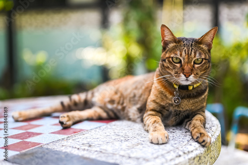 Obraz na płótnie A calm tabby cat with a yellow collar rests gracefully on a checkered stone tabletop