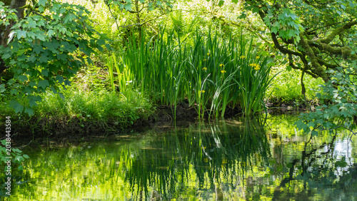 Derbyshire trout stream in May