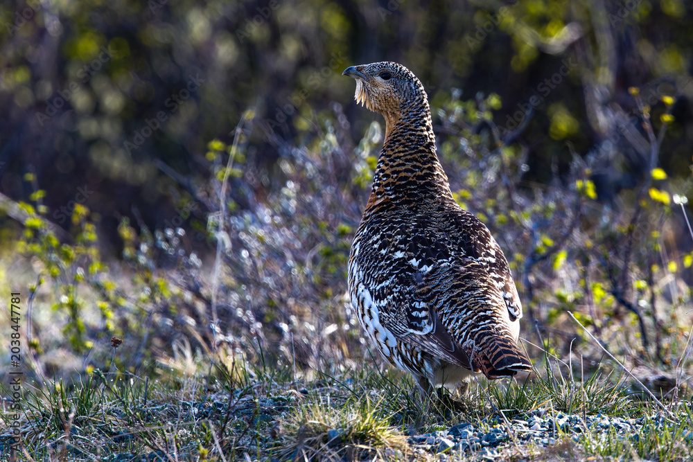 Obraz premium Auerhuhn (Tetrao urogallus) Weibchen