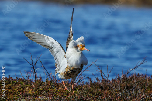 Photos Kampfläufer (Philomachus pugnax)