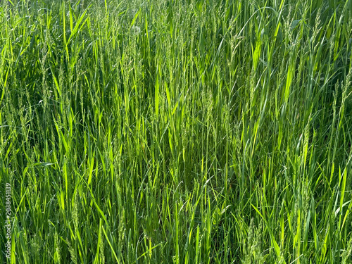 Meadow green grass.