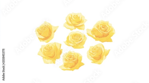 Yellow rose illustration