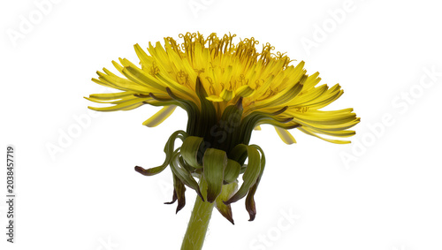 Foto Yellow Dandelion Flower Head with Green Stem and Sepals