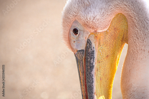 Photos Great white pelican portrait with soft natural background