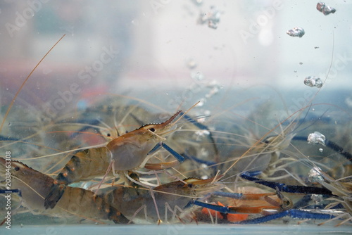 Fresh live giant river prawns swimming in a clear water tank at a traditional Asian seafood market, raw freshwater seafood ingredients for cooking and street food cuisine without people.