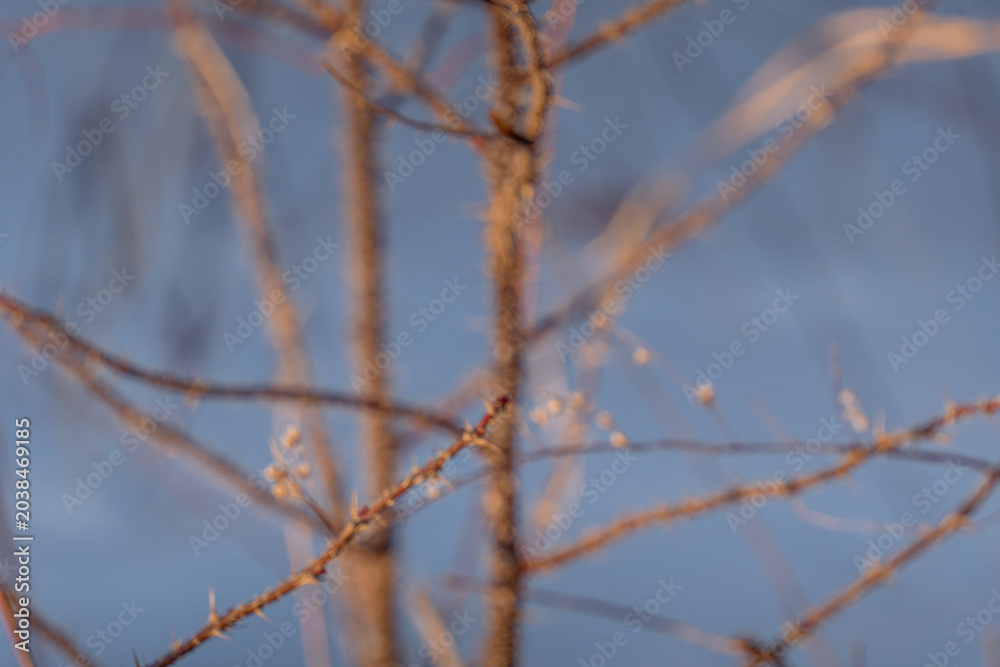 Obraz premium Bare branches of a tree with delicate buds against a blurred blue background, capturing the essence of early spring in a natural setting