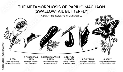 Canvastavla Modern butterfly lifecycle vector illustration Swallowtail Papilio machaon metam