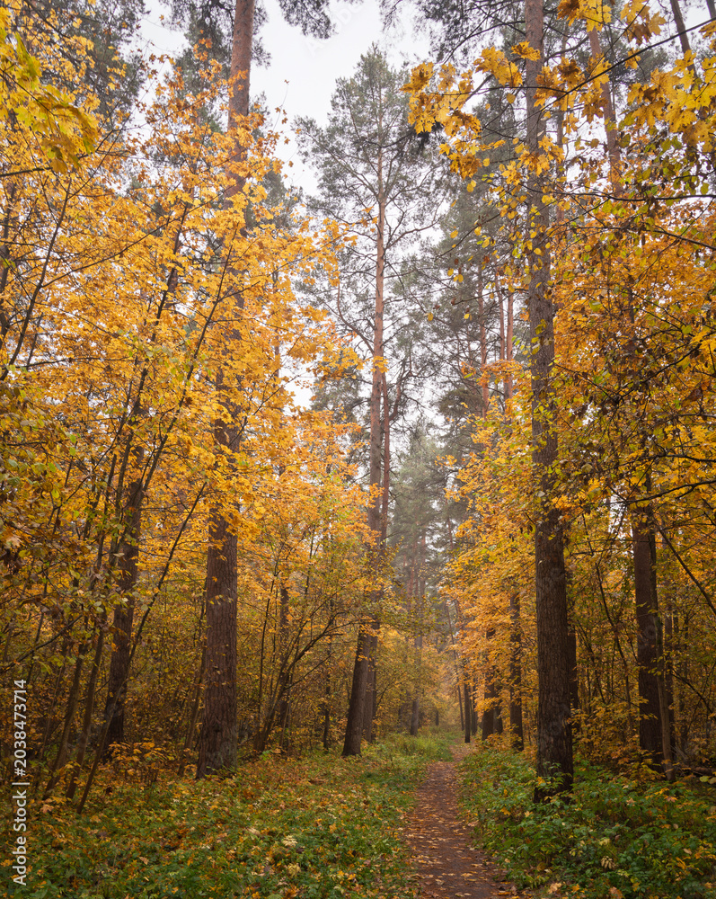 Fototapeta premium Forest path in autumn through tall pines and maple trees with golden yellow foliage. Natural beauty and tranquility perfect for background image and travel concept. Golden autumn.