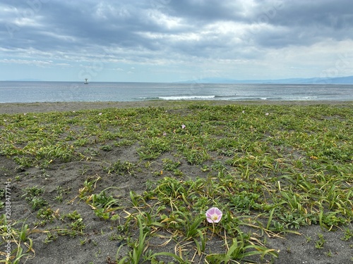 砂浜に咲く可憐な花と海