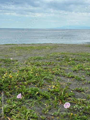 浜に咲くピンクの花