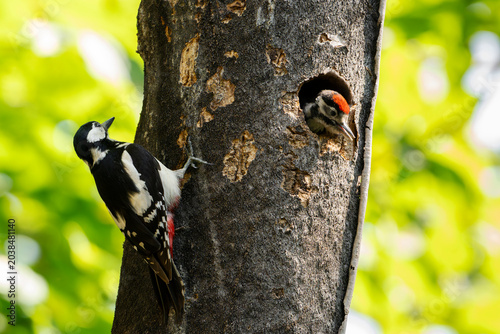 Canvas Print A great spotted woodpecker (Dendrocopos major) chick leans out of the nest waiting for its mother to bring it food