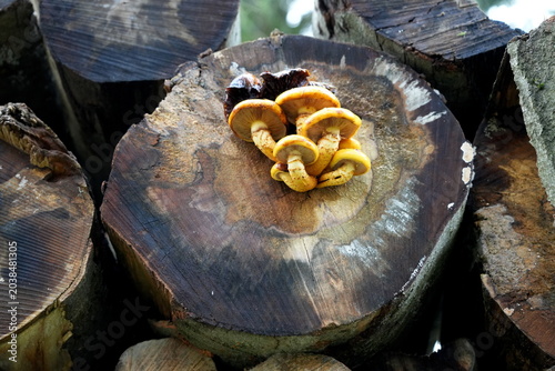 Quadro su tela Goldfell-Schüppling (Pholiota aurivella), Schüpplinge, Träuschlingsverwandte, Pi