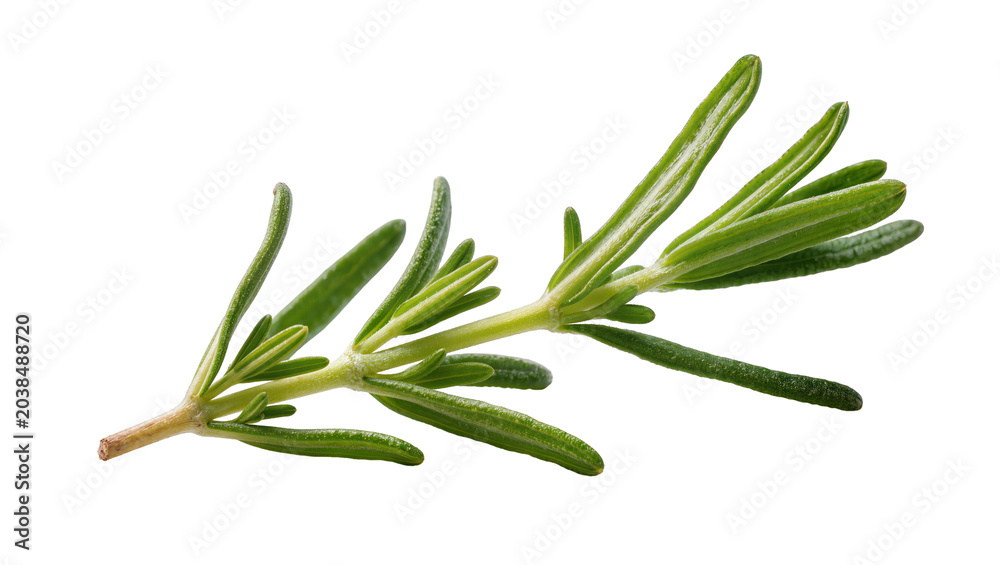 Fototapeta premium Fresh green rosemary sprig with needle-like leaves