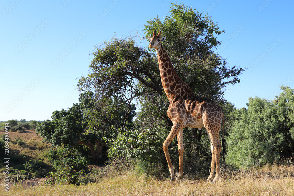 Fototapeta premium Giraffe / Giraffe / Giraffa camelopardalis