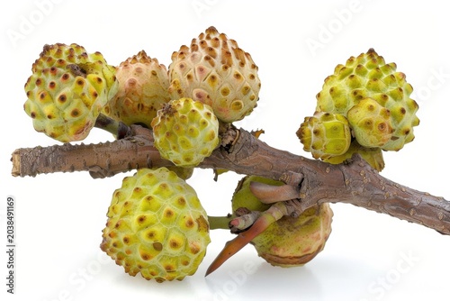 fruit of the strawberry tree (Kudrania), close-up on a white background