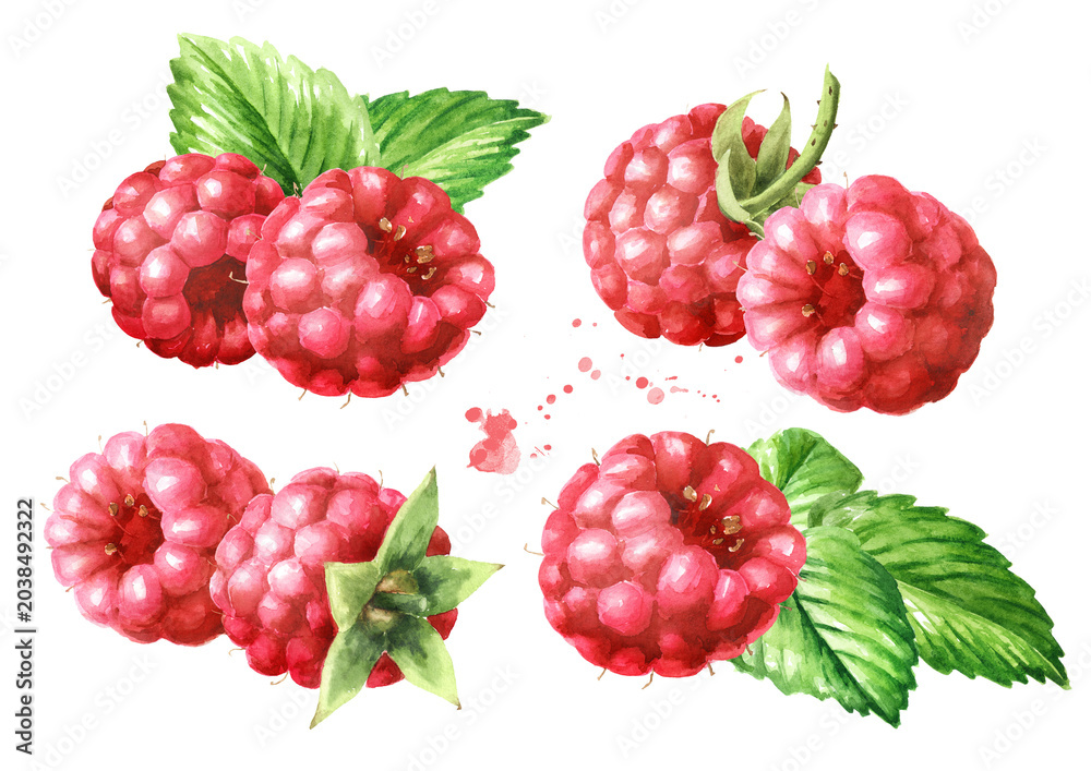 Obraz premium Ripe raspberries and green leaves set. Original Hand drawn watercolor illustration, isolated on white background
